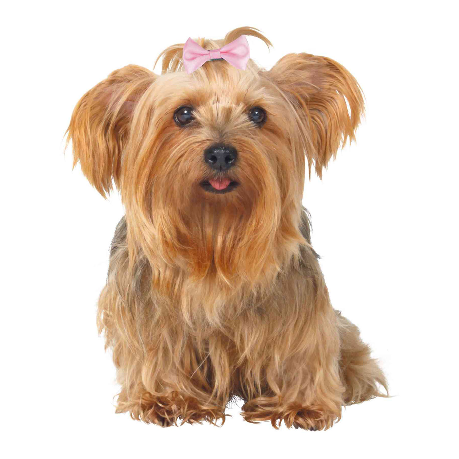 Assortment Dog Hair Bows 10 Pcs 4 5 5 Cm Trixie