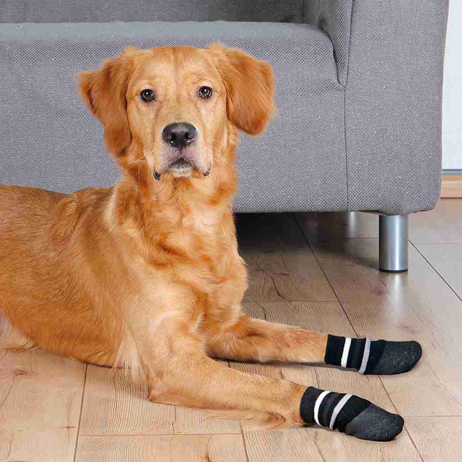 Xs dog socks hotsell