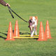 Dog Activity Obstacles, set 3 pcs., ø 23 × 30 cm, 78 cm, orange/yellow