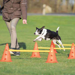 Dog Activity Obstacles, set 3 pcs., ø 23 × 30 cm, 78 cm, orange/yellow