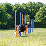 Dog Activity Agility slalom, plastic, ø 3 × 115 cm, blue/orange