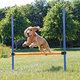 Dog Activity Agility hurdle, plastic, 123 × 115 cm, ø 3 cm, blue/orange