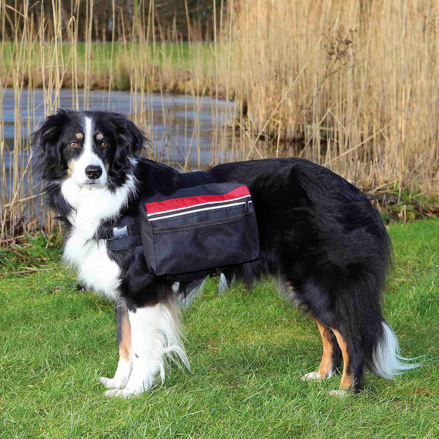 Perros con mochila clearance