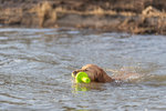 Dog Activity, Poliuretano, Mot-Aqua, 29 cm