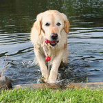 Dog Activity Mot-Fun, floatable, 9 cm/22 cm