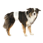 Diapers for male dogs, S–M: 30–46 cm, 12 pcs.