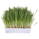 Recambio hierba Gatos ref. 4235, 100 g