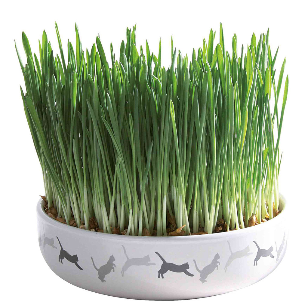 Ceramic bowl for cat grass, ø 15 × 4 cm, 50 g
