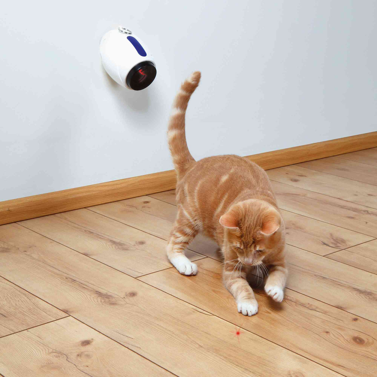 Кошка играет указкой. Автоматическая лазерная указка для кошек. Лазерная игрушка для котов. Лазерная указка игрушка для котят кошек. Опасные игрушки для кошек.