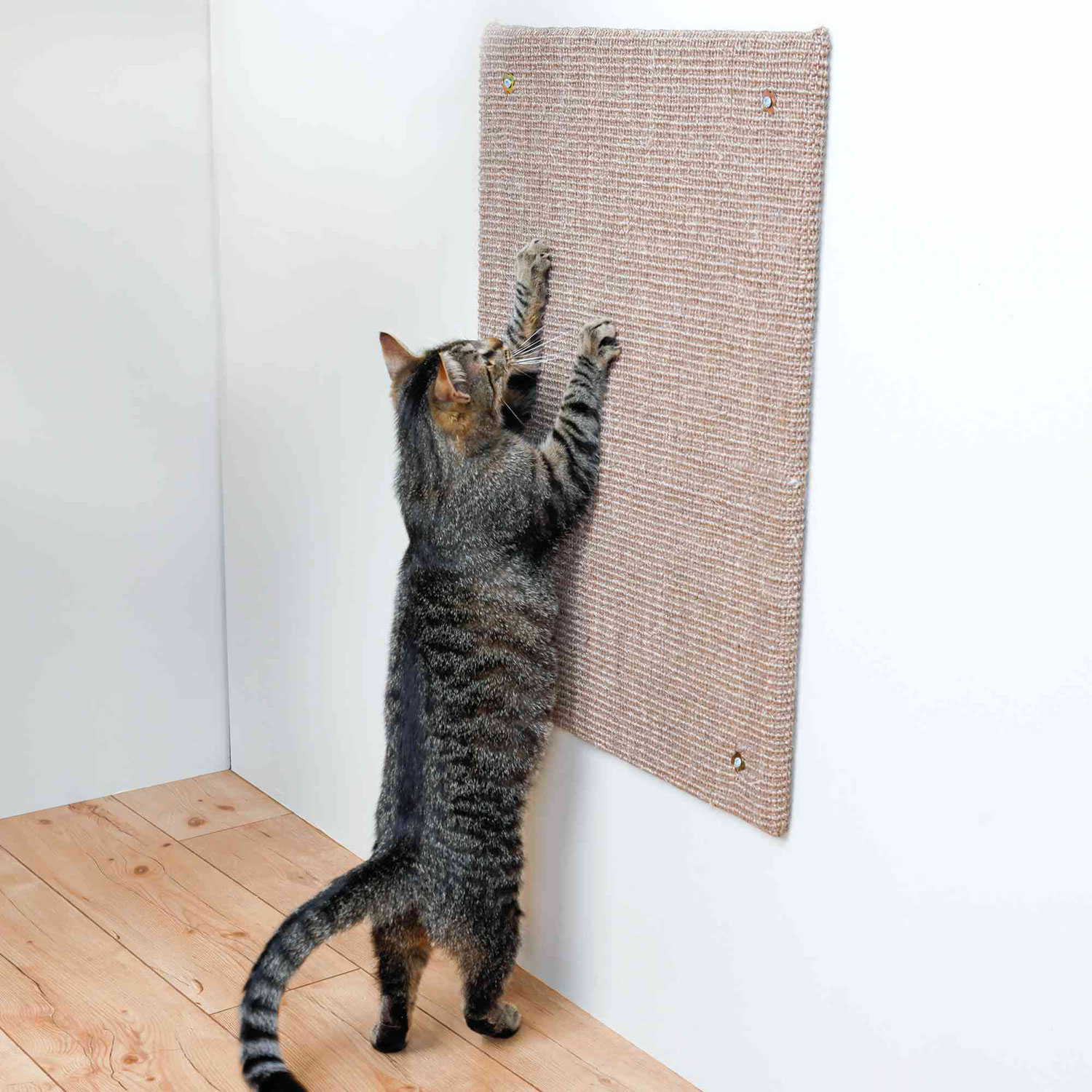 Trixie scratching board discount