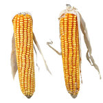 Maize cobs with husk, 2 pcs./250 g