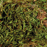 Terrarium moss, substrate for humid terrariums, 200 g