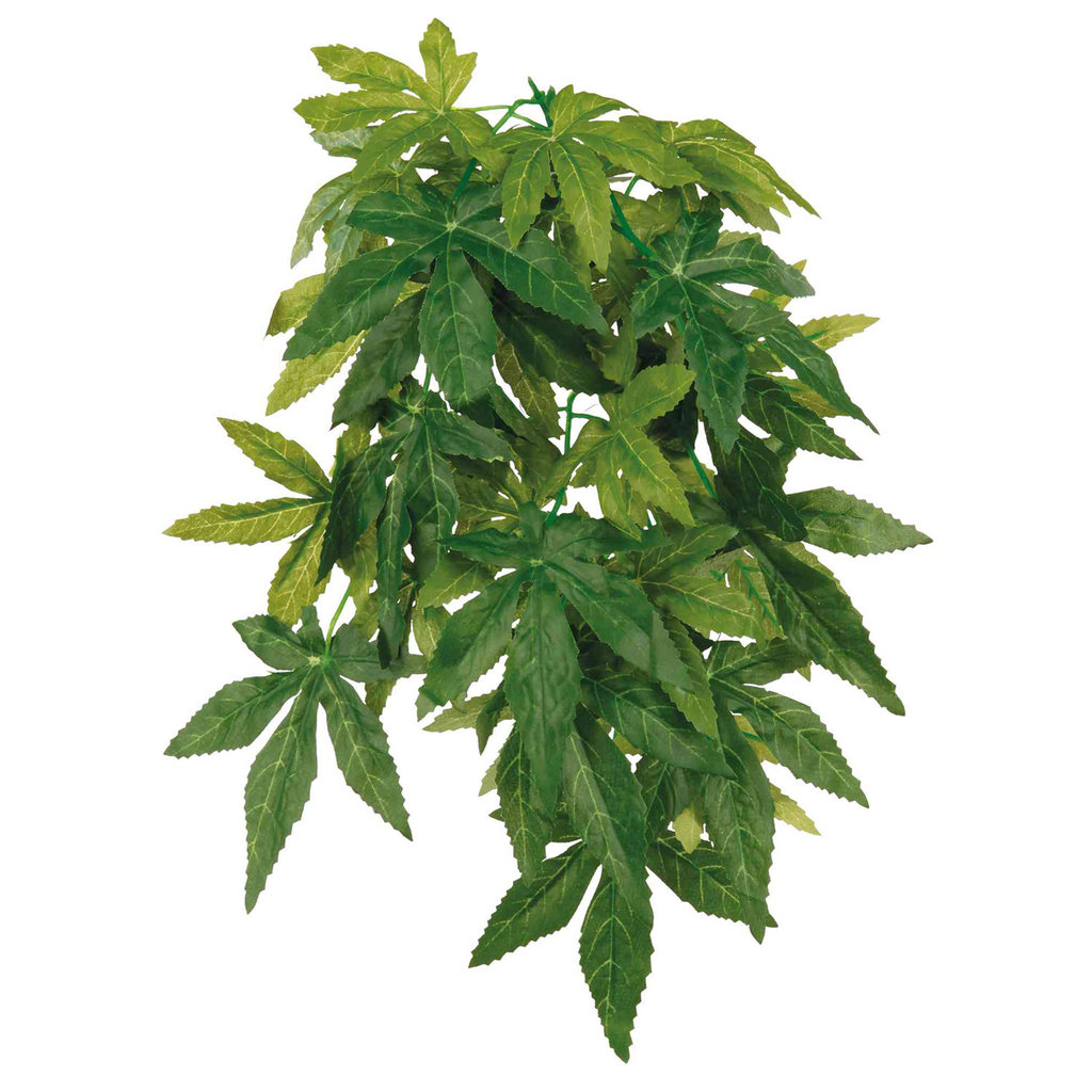 Planta seda colgante Terrarios Abutilon, ø20 x 30 cm