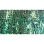 Fondo Decorativo Terrarios, Doble Cara, 60 x 150 cm