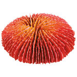 Set de Corales, 10-13 cm