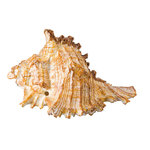Set de Caracolas, 7-9 cm
