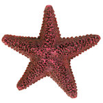 Set de Estrellas de mar, ø9 cm