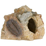 Set de Fósiles, 10 cm