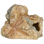 Set de Fósiles, 10 cm