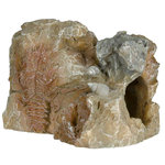 Set de Fósiles, 10 cm