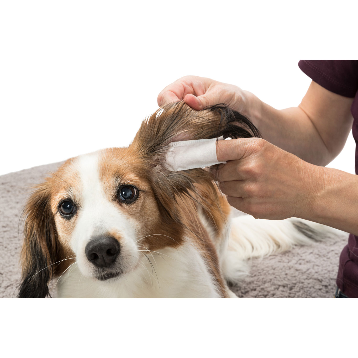 Ear care trixie clearance