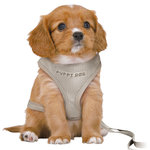 Junior puppy soft harness with leash, M–L: 36–50 cm/10 mm, 2.00 m, light grey