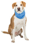 Cooling bandana, PVA, XL: 47–57 cm, blue