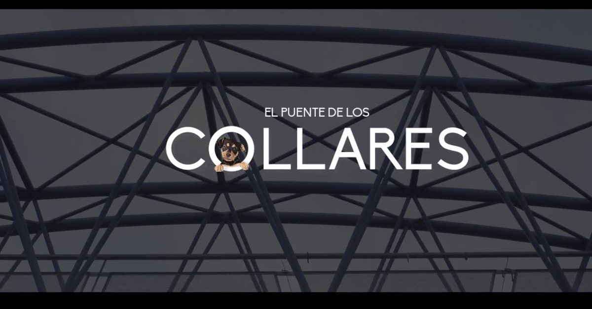 Leer mensaje completo: Trixie España contra el abandono animal en “El puente de los collares”