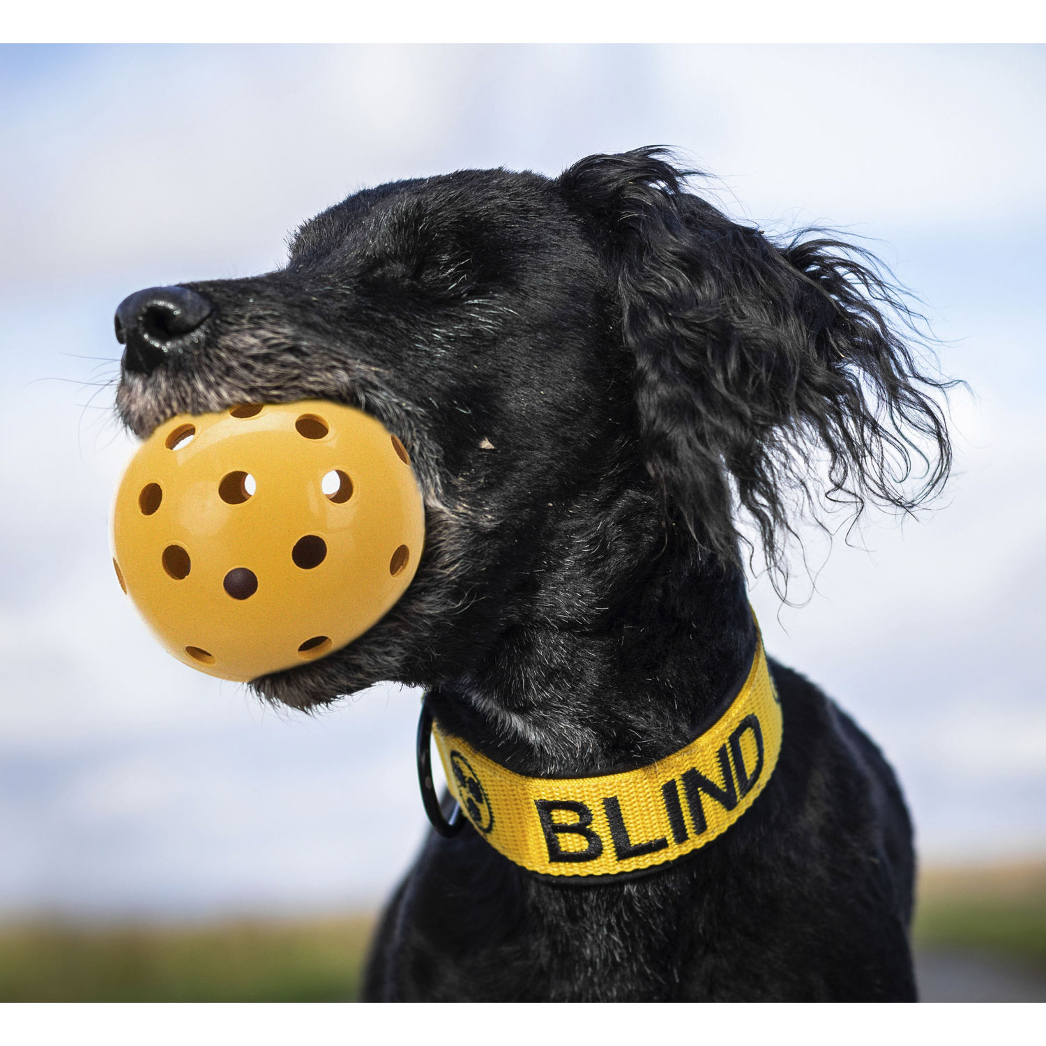 Trixie dog ball on sale