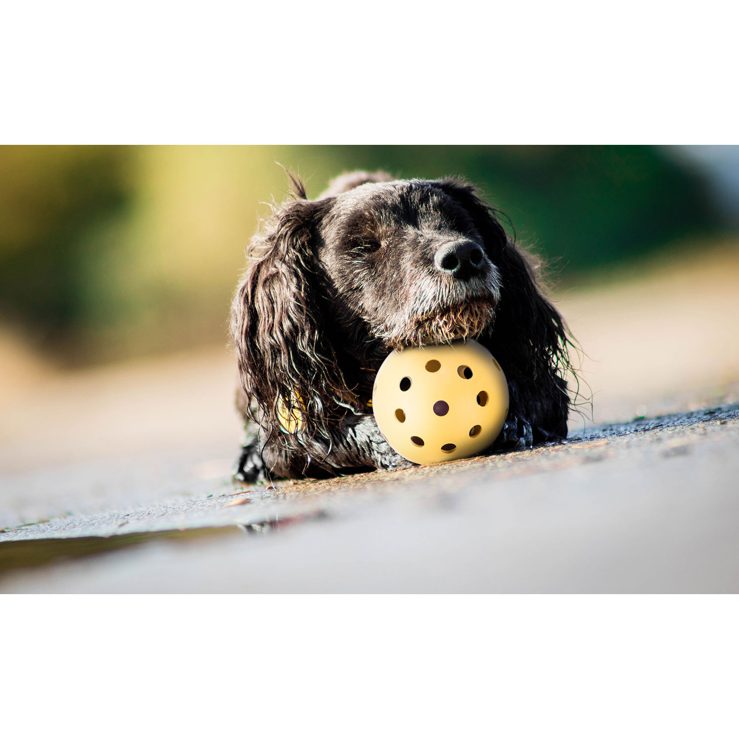 Trixie dog cheap toys uk