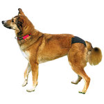Braguitas perros, XL, 60-70 cm, Negro