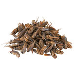 Crickets, dried, 250 ml/25 g