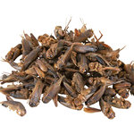 Crickets, dried, 250 ml/25 g