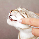 Set Higiene Dental para Gatos