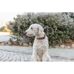 Rustic Collar de piel engrasada Remaches, extra ancho, XL, 55–65 cm\/40 mm, marrón oscuro