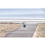 Jersey Norwood, XXL: 80 cm, Azul-Gris