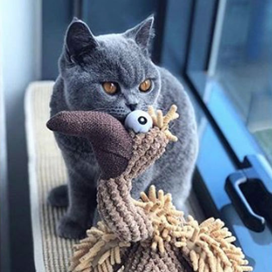 occy_britishshorthair